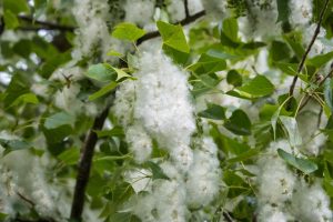 Poplar
