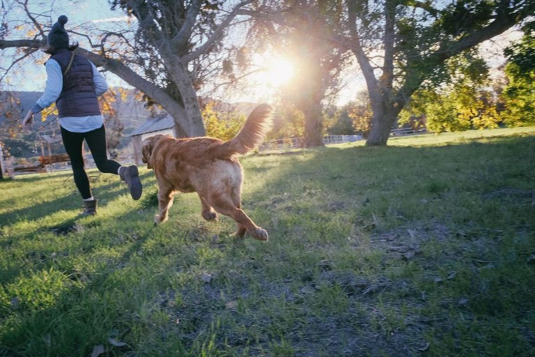 Service Plans Dog